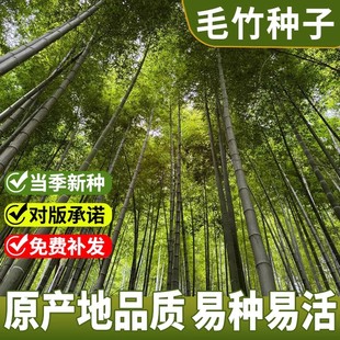 毛竹种子苗户外绿化四季常青黄金竹罗汉竹耐寒南北方大型竹子种籽