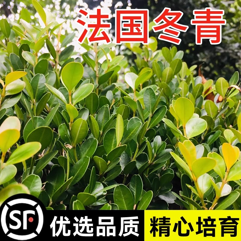 法国冬青种子红果冬青树种子