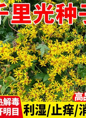 莱东千里光九里明黄花母种子