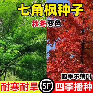 小叶鸡爪槭种子鸡爪枫种子庭院风景树苗四季常青绿化苗木