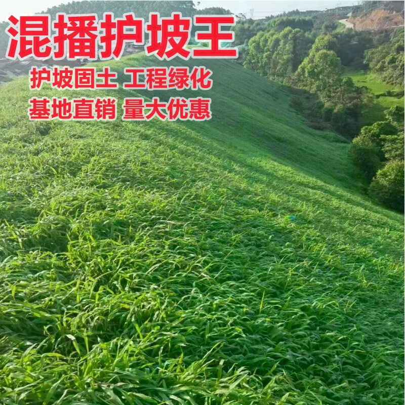 护坡草坪种子草籽四季常绿化青狗牙根黑麦草草皮草子种草籽四季青