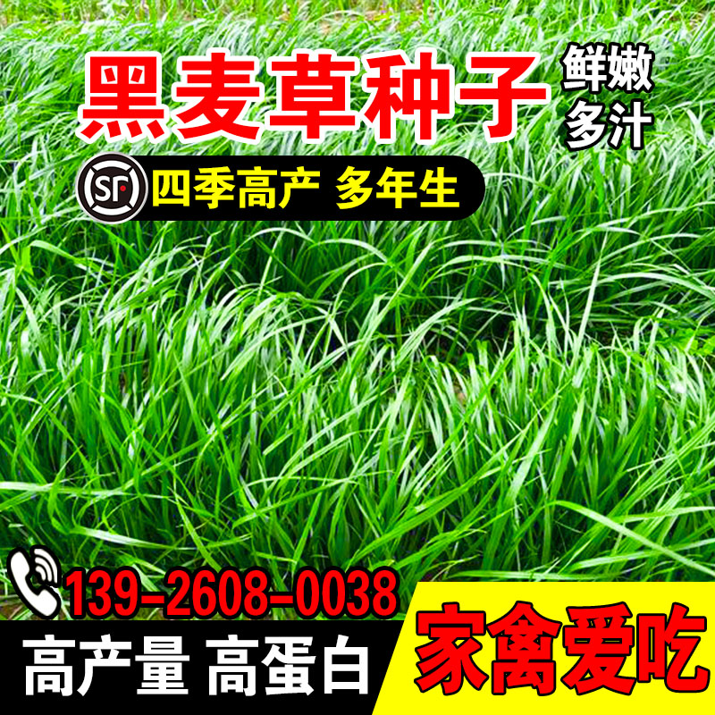 黑麦草种子多年生黑麦草种子四季常青鸡鸭鹅猪牛羊鱼草种籽