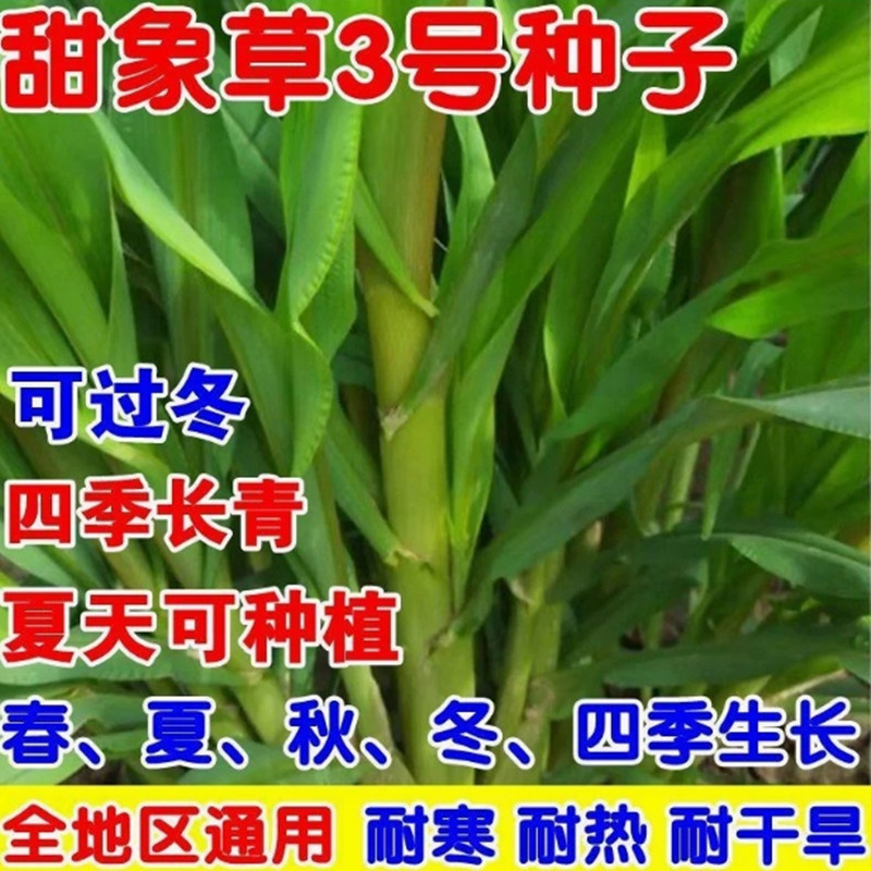 无毛 耐寒 甜象草 牧草种子 多年生
