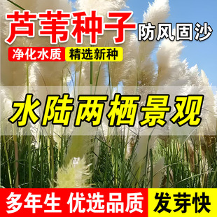 芦苇种子水生植物水草养虾鱼净化水质池塘水塘防泥土流失沙漠芦苇
