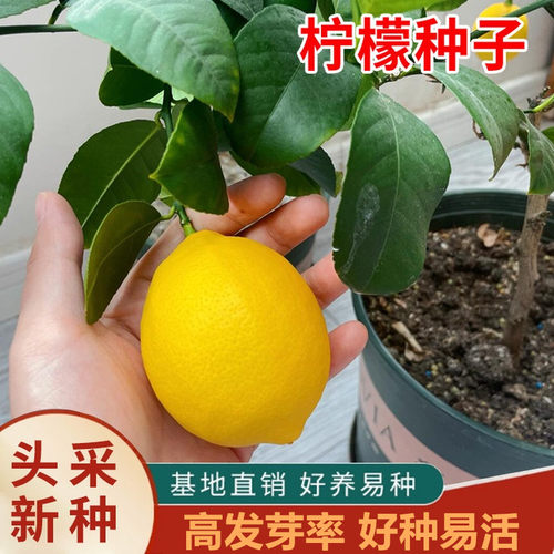 新鲜柠檬种子嫁接果树种籽子