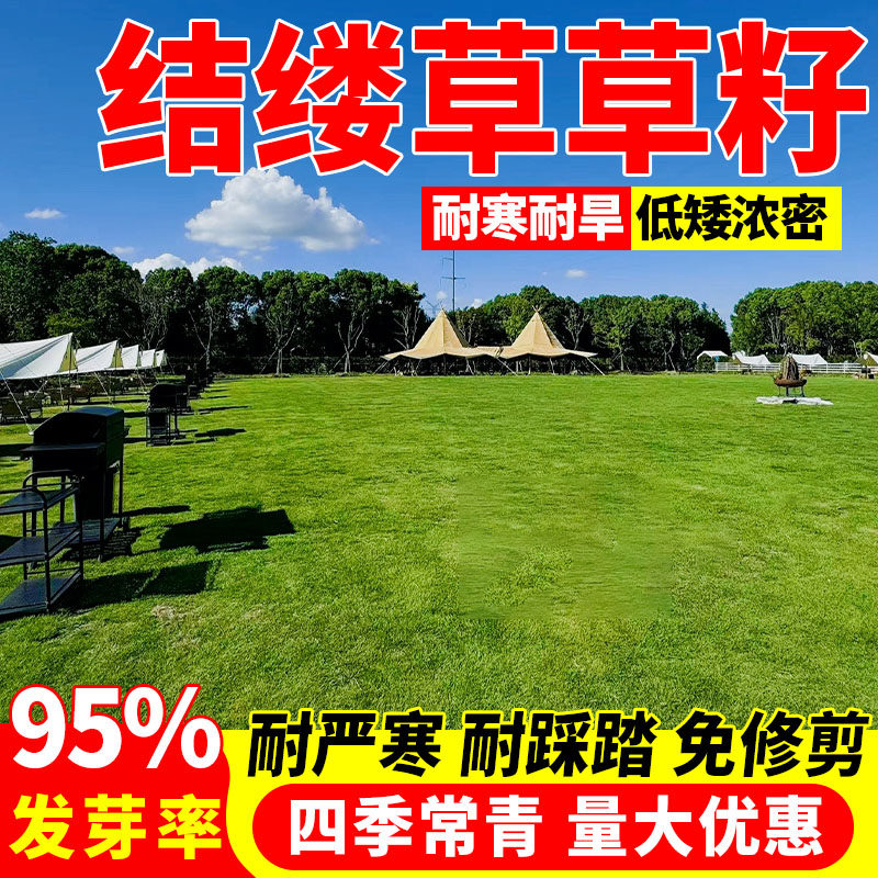 结缕草草籽四季青矮生耐践踏民宿露营草坪种籽绿化植物包邮种子