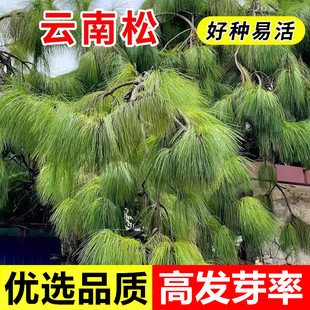 云南松种子四季长绿树种籽飞松落叶松种子青松种庭院景观绿化种苗