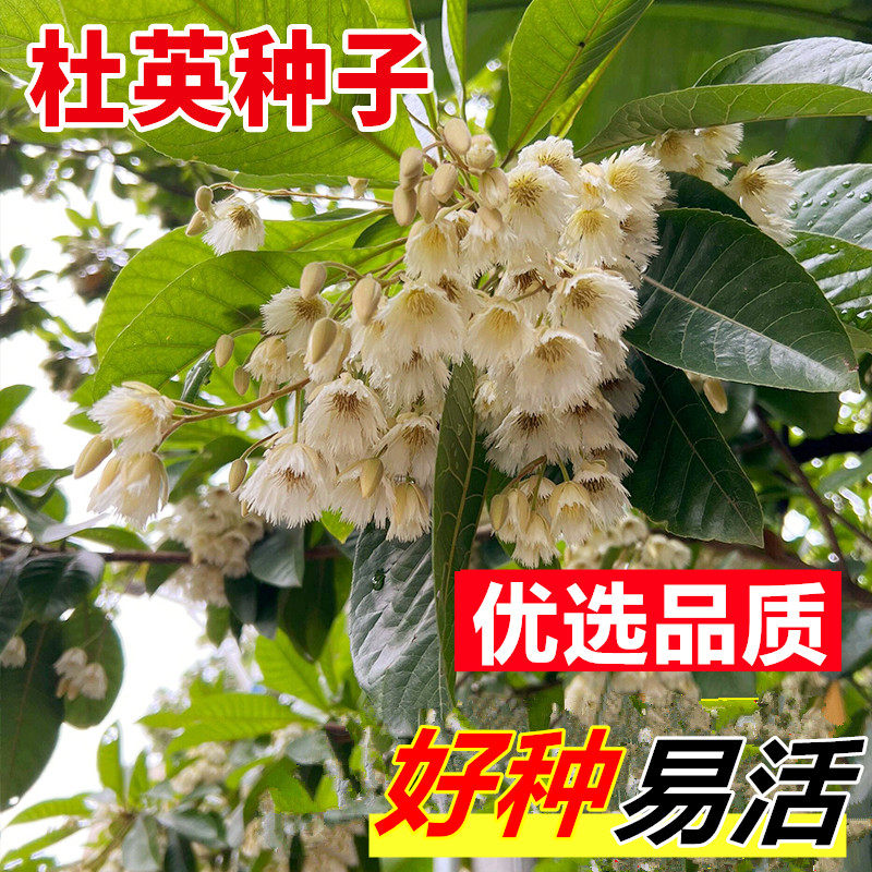 杜英树种子小叶杜英种子大叶杜英种子林木种子杜英