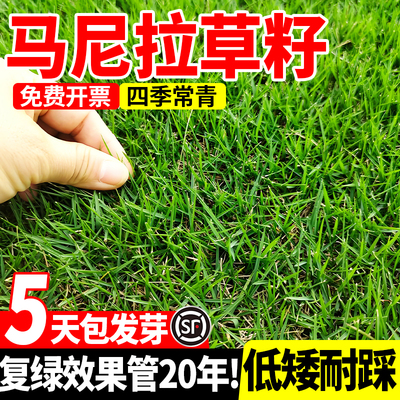 马尼拉草籽矮生免修剪护坡固土