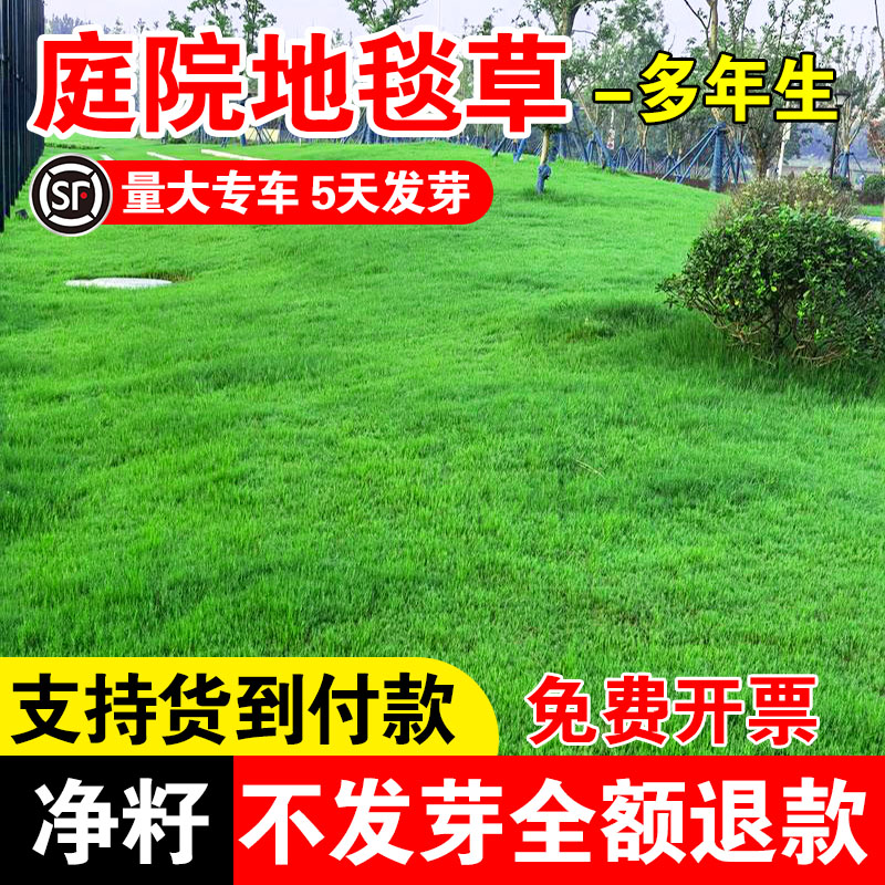 庭院地毯草免修剪耐寒草坪草种子