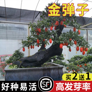 新采金弹子种子鸡血红老鸦柿种子盆景树种子乌柿葫芦果灯泡型高档