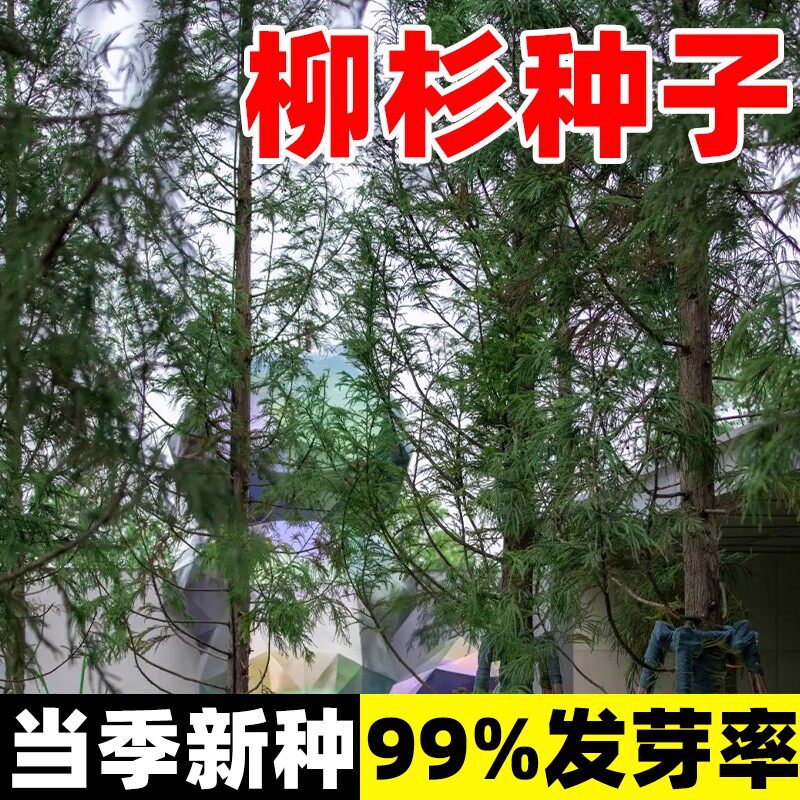 当年新采种子柳杉种子梳子杉绿化树木园林庭院景观高直壮挺拔树木
