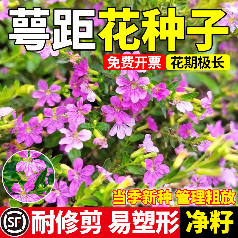 萼距花紫色满天星种子四季可播图片