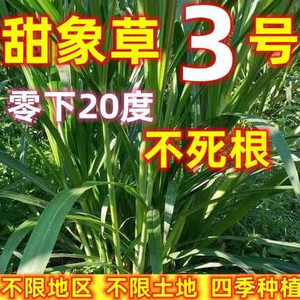 无毛耐寒甜象草3号牧草种子多年生四季常青高产养猪牛羊鱼像草籽