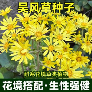 四季种植吴风草种子大吴风草蜈蚣草籽花草种子八角乌种子