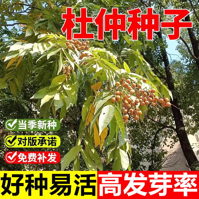 杜仲树子籽当年新采优质散装秋季春季播种绿化植物林木种子