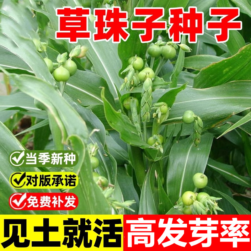 草珠子种子庭院绿化种植观赏花卉