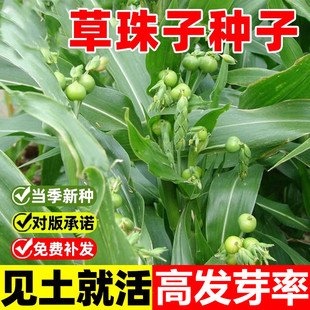 草珠子种子草菩提子串珠子门多年生草本庭院绿化种植观赏花卉种子