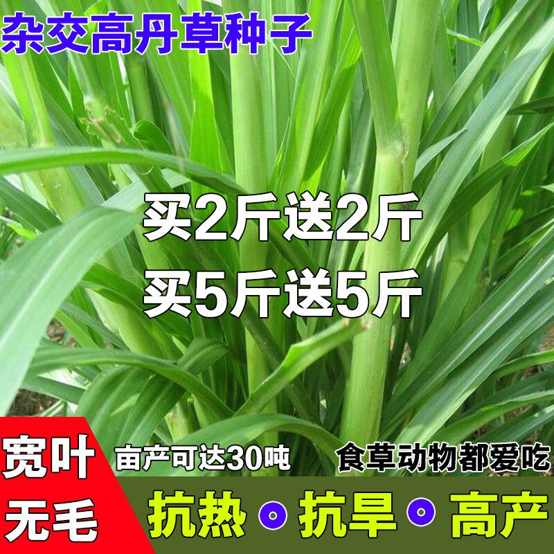 杂交高丹王草种籽苏丹草种子四季牧草子喂猪牛羊鱼兔草籽花卉耐旱