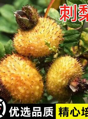 野生刺梨种子当年结果