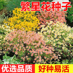繁星花种子花荵小星辰花籽匍匐垂吊室外阳台盆栽四季播