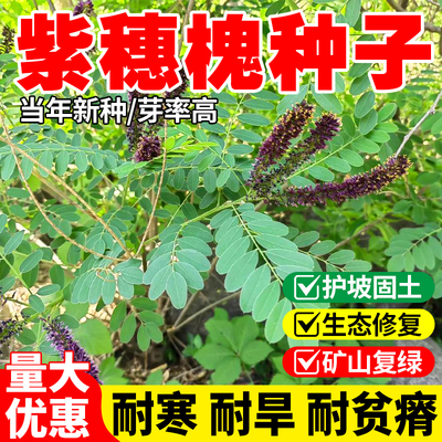 紫穗槐种子护坡固土耐贫瘠复绿