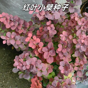 灌木红叶小波种子红叶小檗种子紫叶小檗种子绿化林木种子