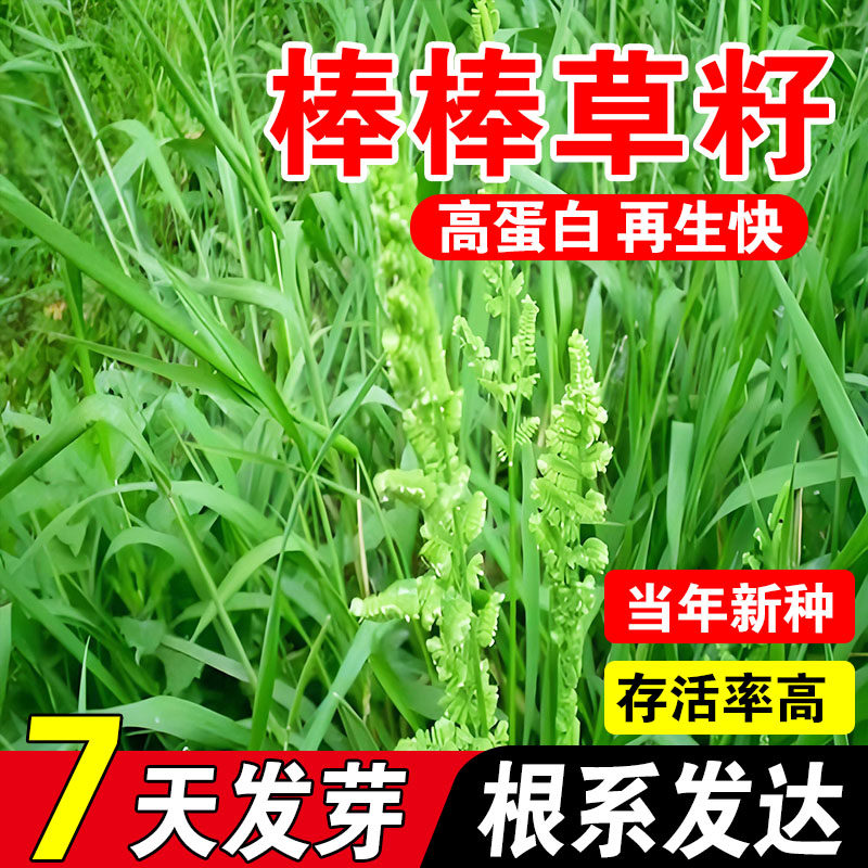 棒棒草小龙虾养殖水草种子耐寒耐涝畜牧养殖鱼虾蟹高蛋白牧草