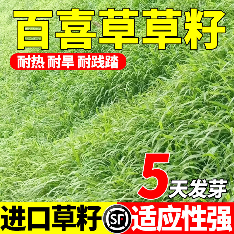 百喜草护坡固土耐旱耐热荒山复绿边坡工程绿化草坪草种子植物包邮