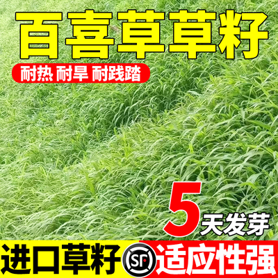 荒山复绿草坪草种子护坡耐热固土