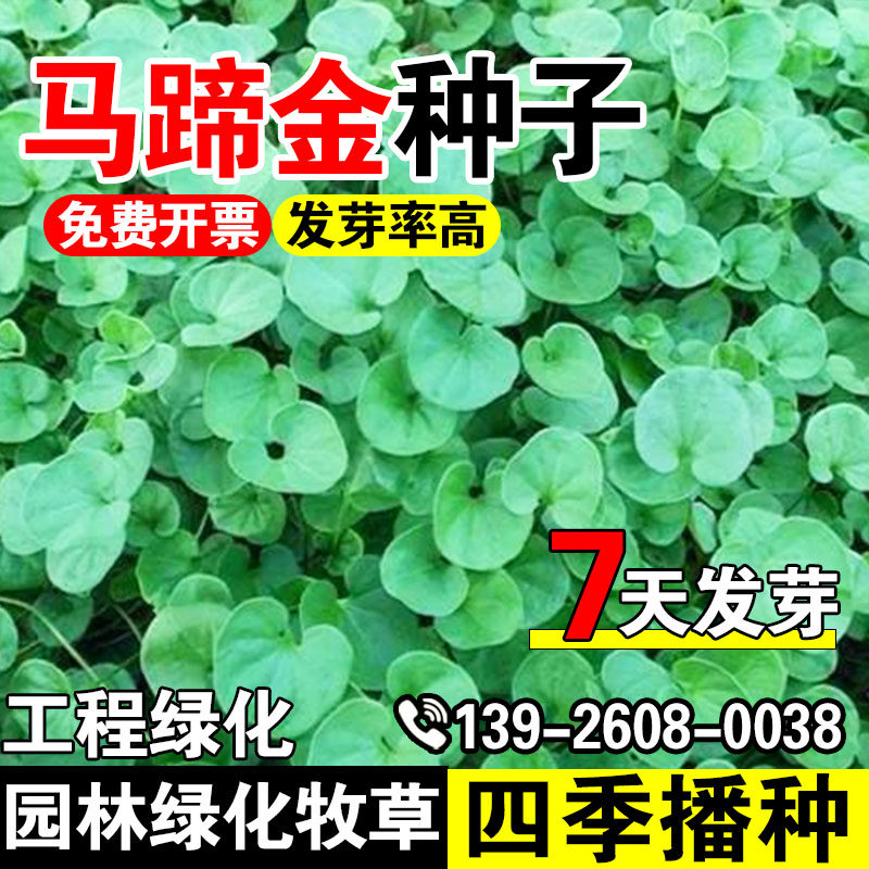 马蹄金种子耐贫瘠多年生牧草四季常青护坡固土草坪草籽铜钱草种籽