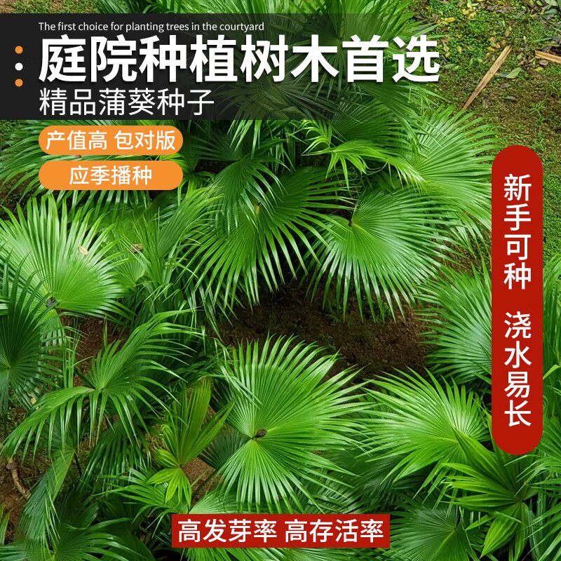 蒲葵种子新采林木种子别称扇叶葵种子四季种植葵树种籽风景树种子