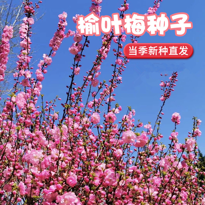榆叶梅种子重瓣榆叶鸾枝