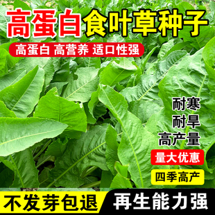 高蛋白食叶草种子耐寒牧草种子进口草籽喂牛羊猪鸡鸭鹅鱼食用草种