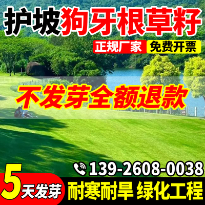 狗牙根草籽四季常青耐热耐旱
