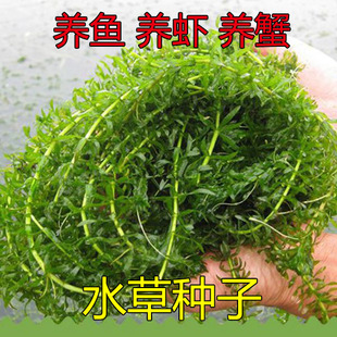 鱼塘水草种子水花生伊乐藻轮叶黑藻小龙虾鱼蟹养殖水草籽
