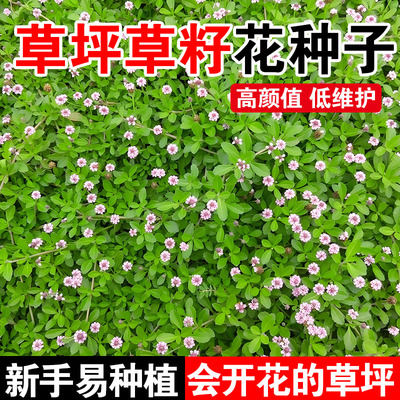 草坪草籽花种子四季青草坪