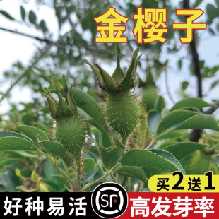 野生金樱子苗 当年现采金樱子种子 苗山石榴 糖罐花种苗