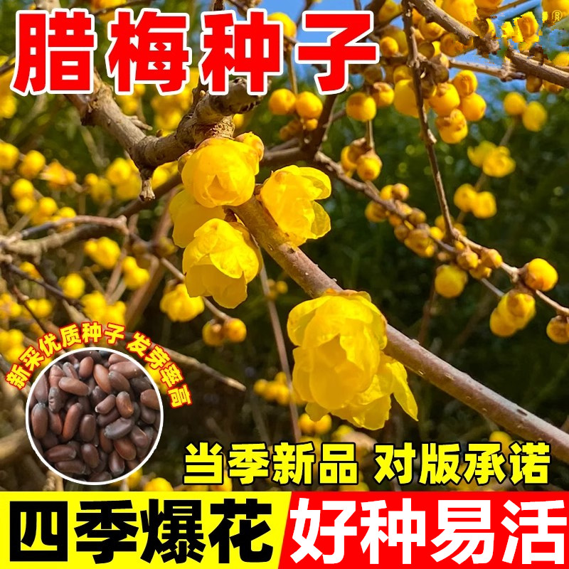 腊梅种子籽素黄心腊梅树种子狗牙梅榆叶梅珍珠梅乌梅树红梅花种子
