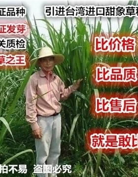 甜象草种子牧草种子南方北方多年生四季高产猪牛羊鸡鸭鹅鱼兔草籽
