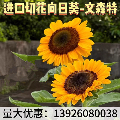 日本进口切花向日葵种子文森特II 精选 橙色黑芯清新盆栽鲜花