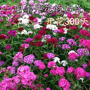 五彩石竹花种籽欧石竹初吻花种四季耐寒盆栽草坪美国常夏石竹种子