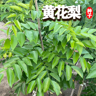 黄花梨种子正宗海南黄花梨树种子 黄檀树种籽 花梨木降香木香红木