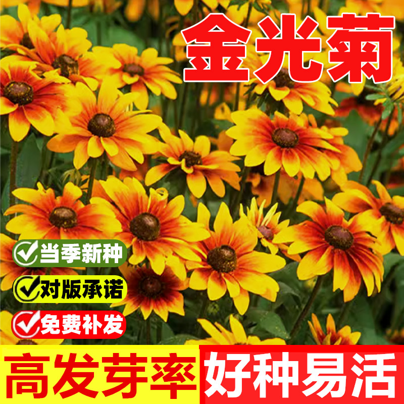 金光菊种子四季宿根黑烟苏珊图片