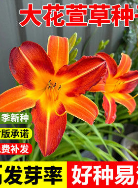 大花萱草种子金娃娃萱草籽黄花萱草种盆栽花种子多年宿根花海种子