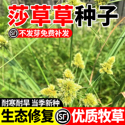 新采碎米莎草野三棱草种子