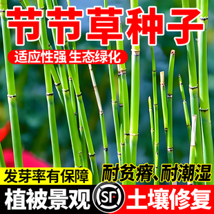 节节草种子河道边坡水土保持生态修复草种水边湿地绿化观赏草籽