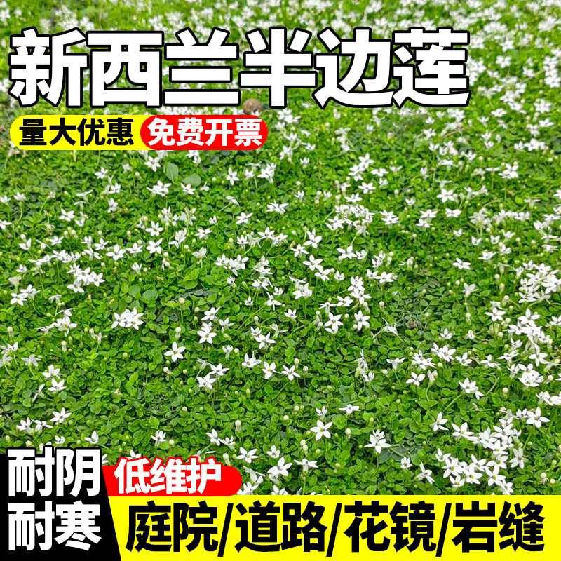 新西兰半边莲庭院绿化耐热耐寒多年生宿根四季开花植物苗