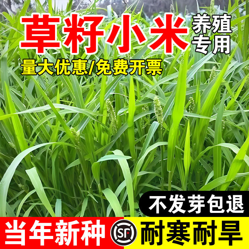 草籽小米小龙虾养殖水草种子耐寒耐涝畜牧养殖鱼虾蟹高蛋白牧草