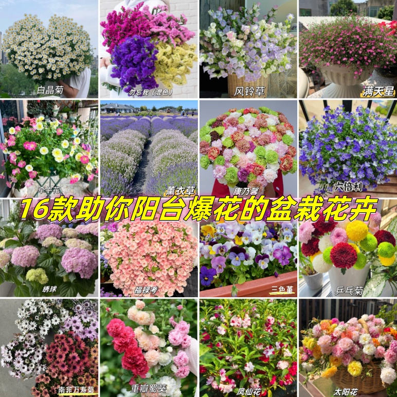 矮牵牛 长春花 三色堇 雏菊 康乃馨 满天星